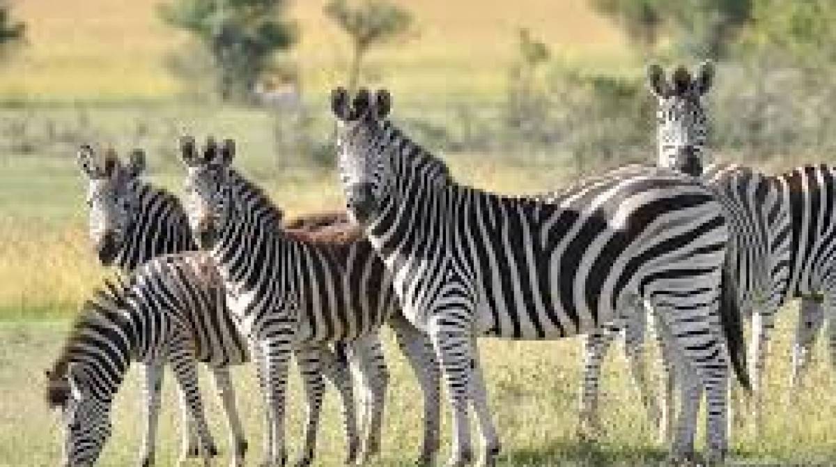 Zebra - Reprodução