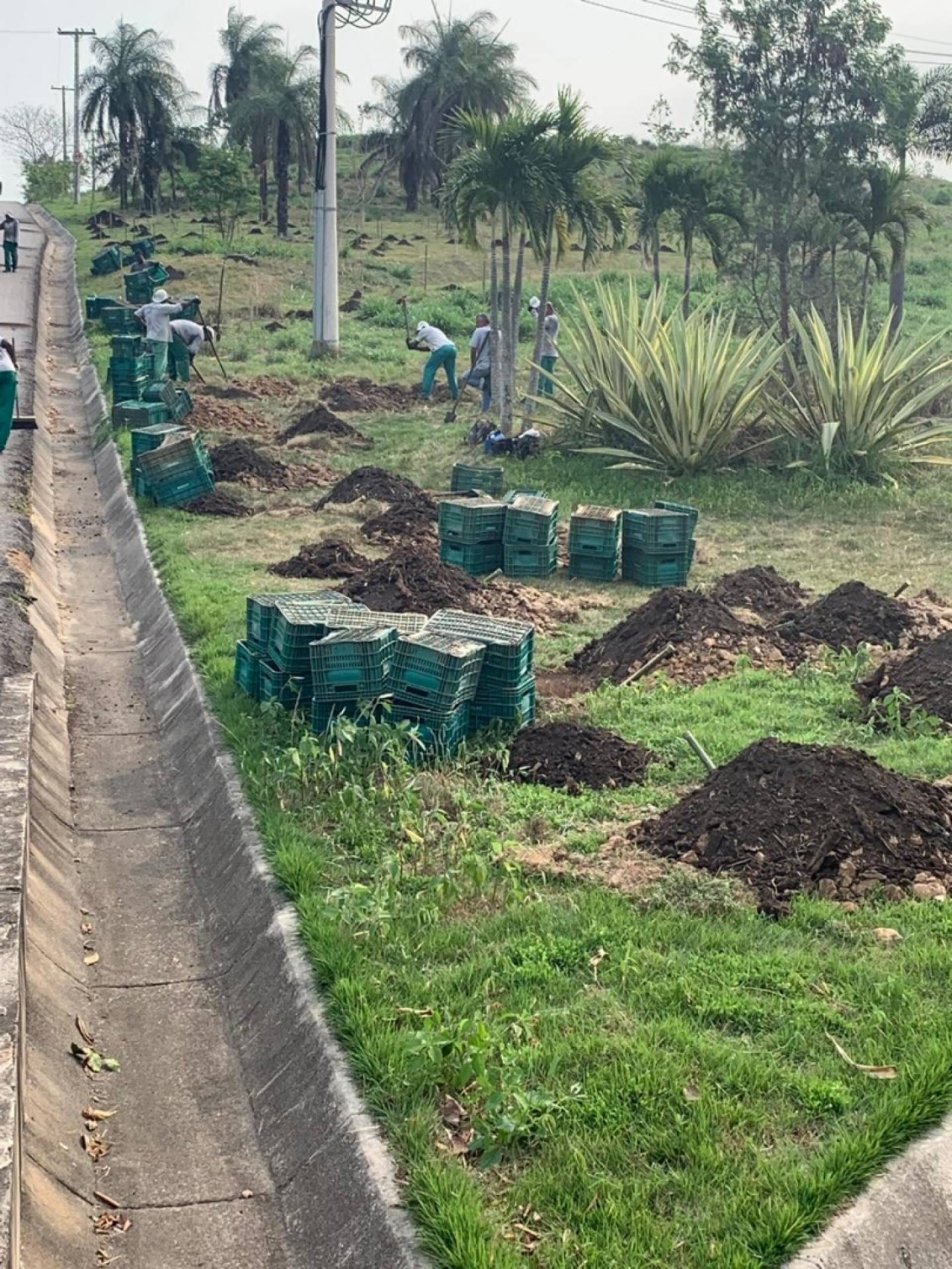 Replantio da Floresta dos Atletas