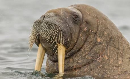 Verões sem gelo no Ártico podem acontecer mais cedo do que o esperado