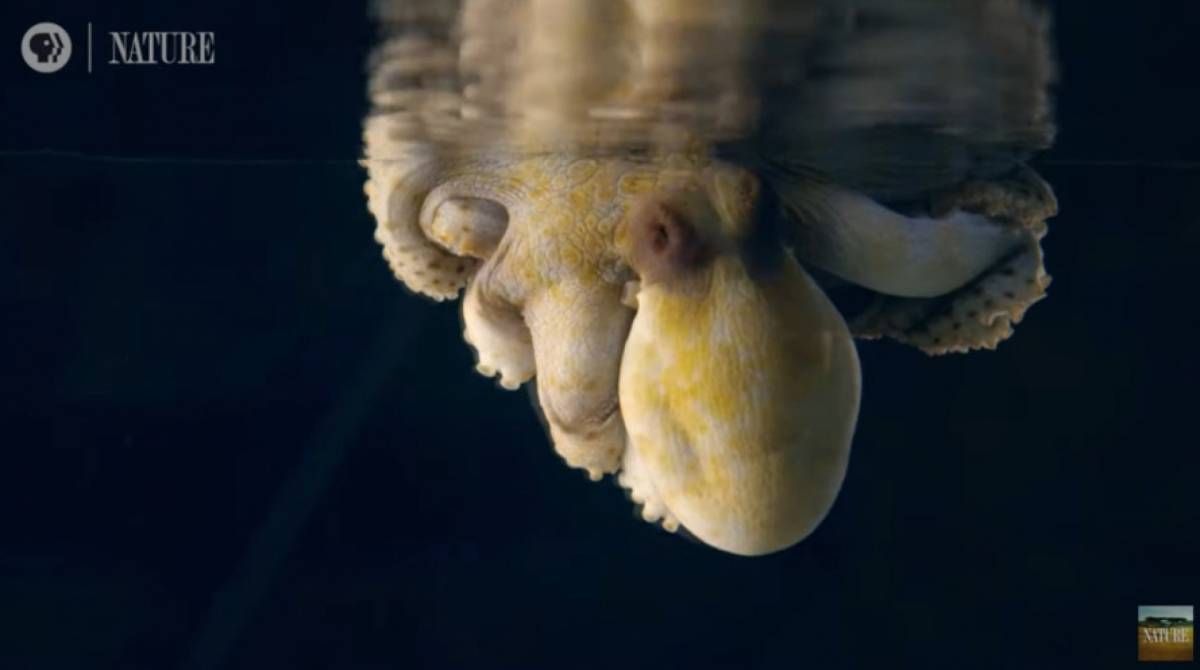 Vídeo incrível mostra um polvo mudando de cor durante o sono - Reprodução