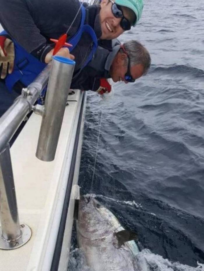 Pescadores devolveram atum azul ao mar 
