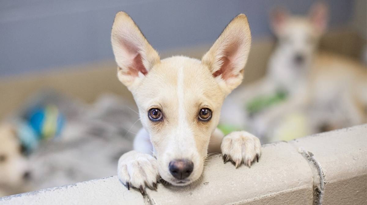 Os pets estarão lá no sábado disponíveis para  adoção