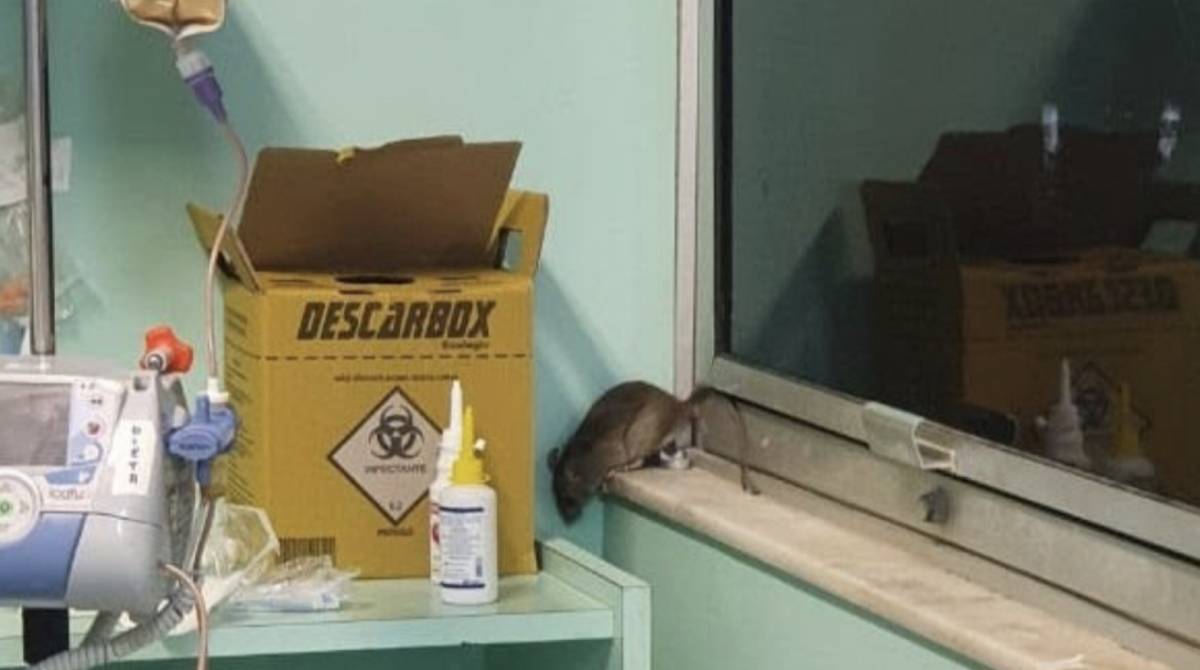 Uma ratazana apareceu no CTI cirúrgico do Hospital Universitário Clementino Fraga Filho, no Fundão - Divulgação