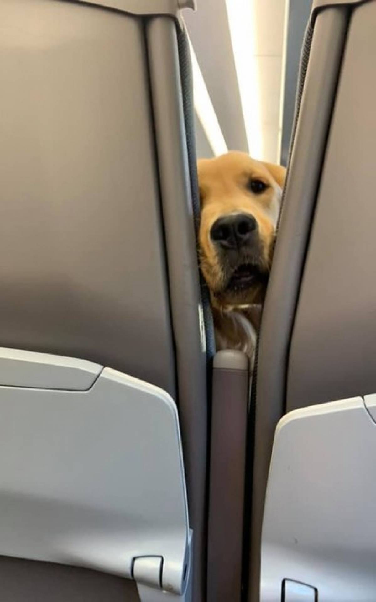 Huxley fazendo graça
- Facebook/ Ursula Daphne Aitchison