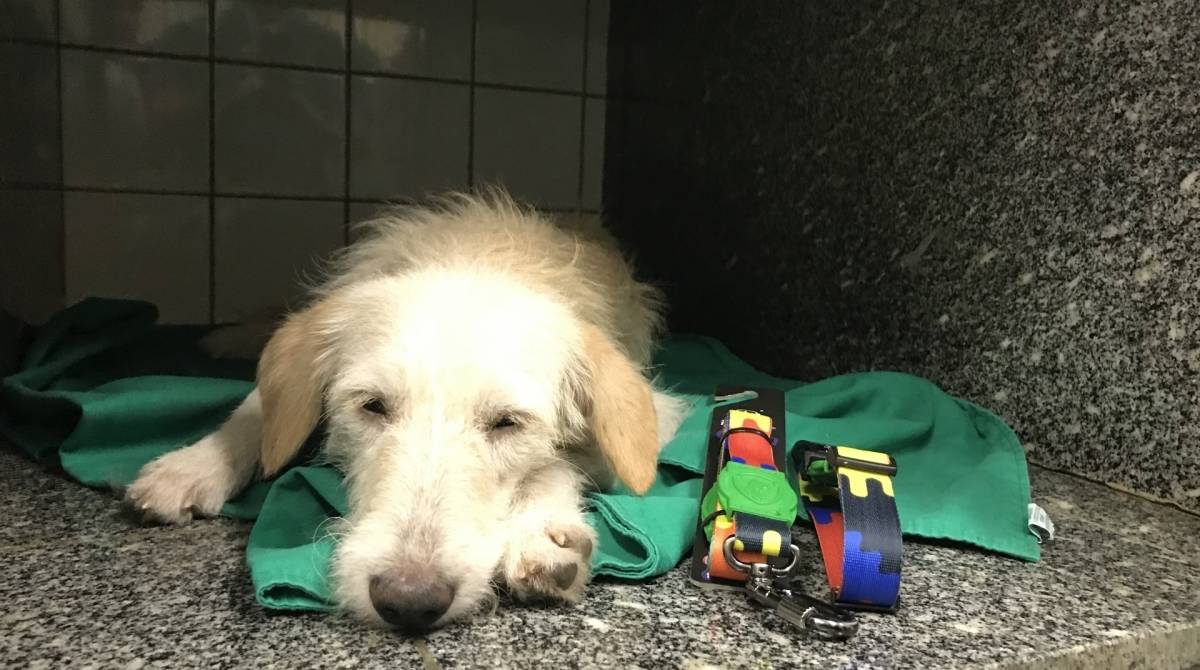 Pequeno é o mascote nota mil do Centro de Controle de Zoonoses da Zona Oeste - Divulgação / Subvisa