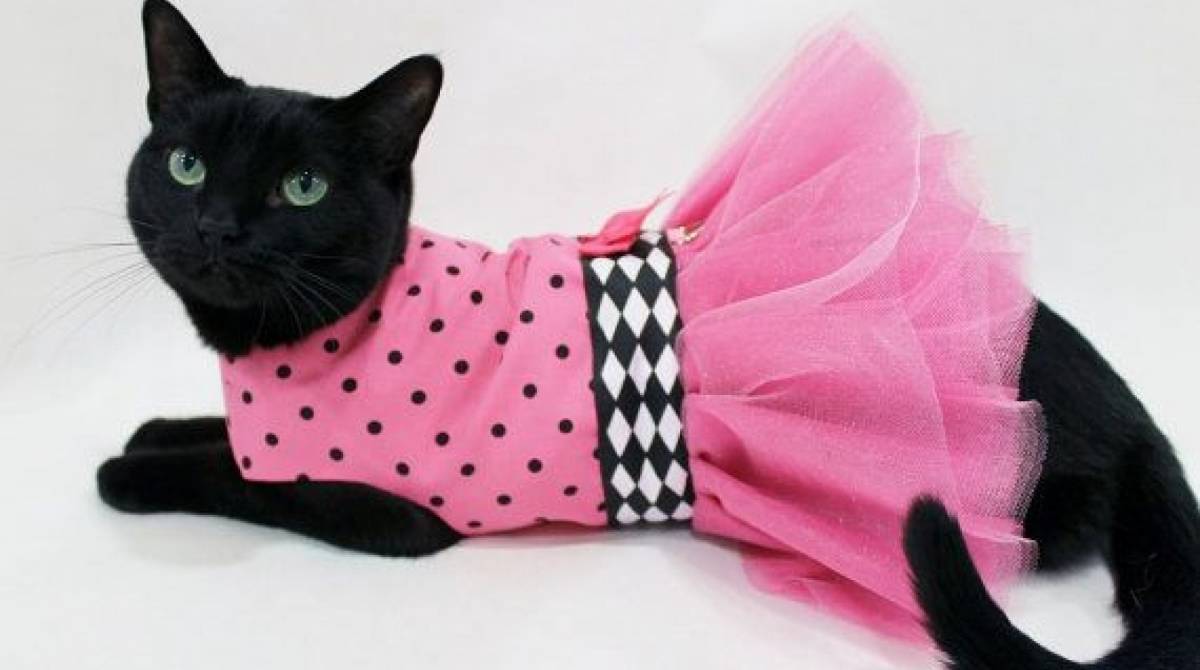 Apalpar as mamas ajuda a detectar nódulos nas gatas e cadelas