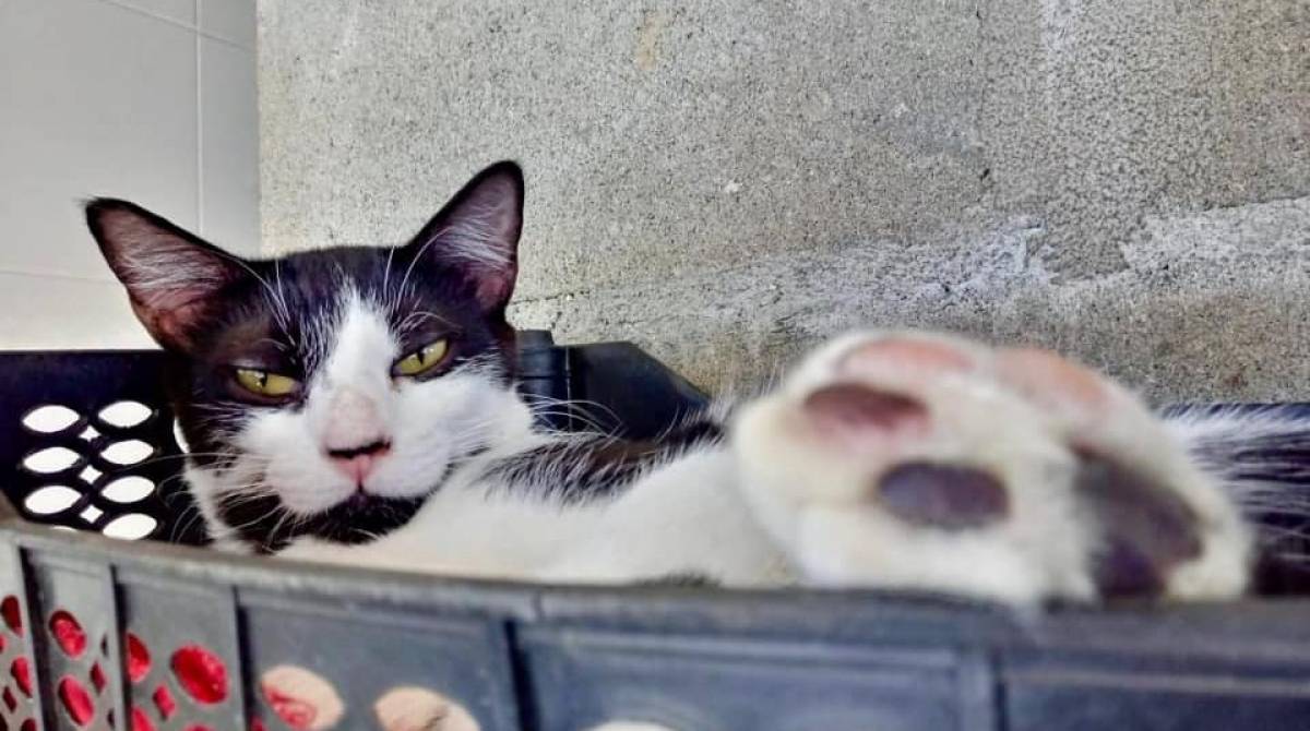 Tovar está na Focinhos de Luz