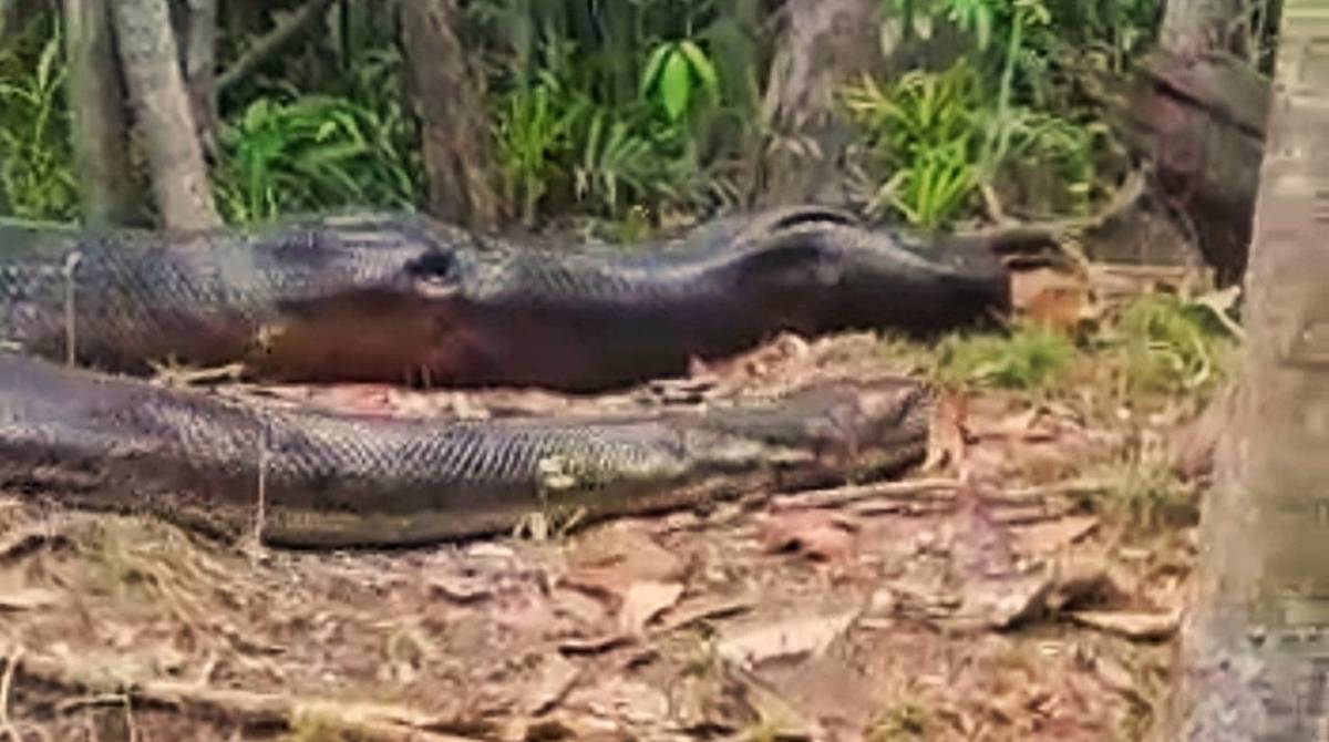 Anaconda de nove metros foi flagrada no Amazonas - Reprodução