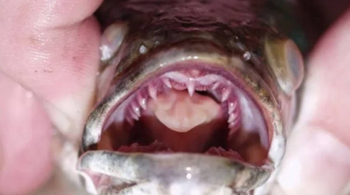 A espécie de peixe cabeça de cobra pode chegar a um metrô de comprimento - Georgia Department of Natural Resources