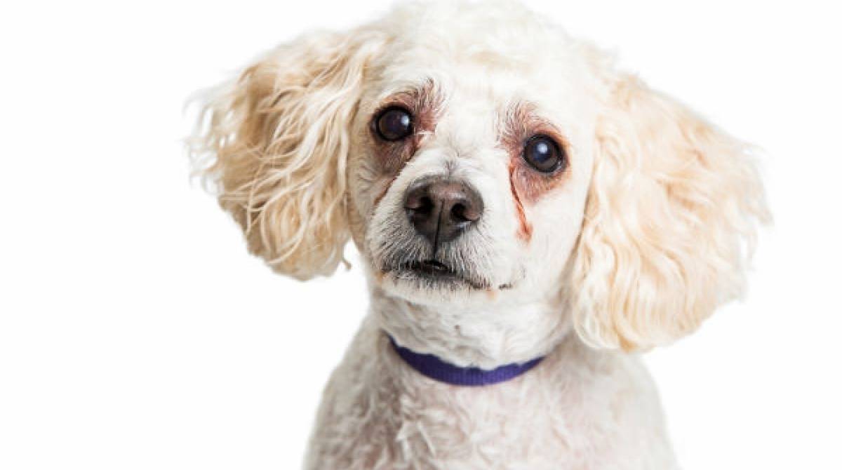 Deixar a &agrave;rea livre de pelos &eacute; uma das recomenda&ccedil;&otilde;es para cuidar da l&aacute;grima &aacute;cida