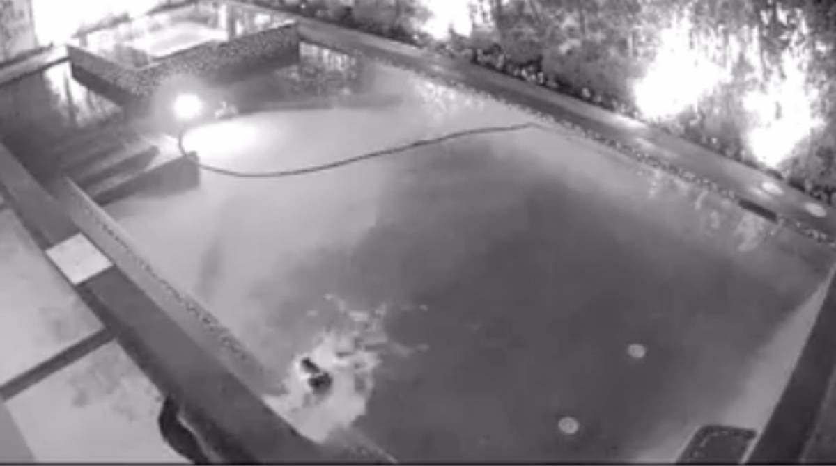Gato vingativo jogando irmã na piscina - Twitter/ Laura88Lee