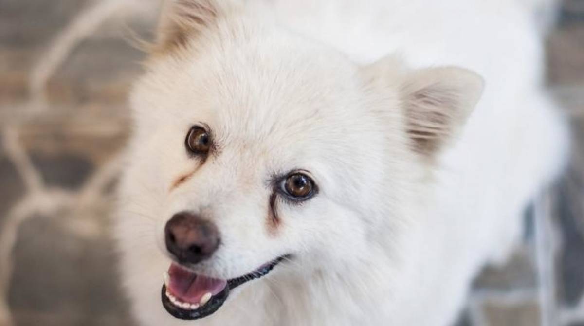 Manchas escuras no entorno dos olhos são as chamadas lágrimas ácidas
