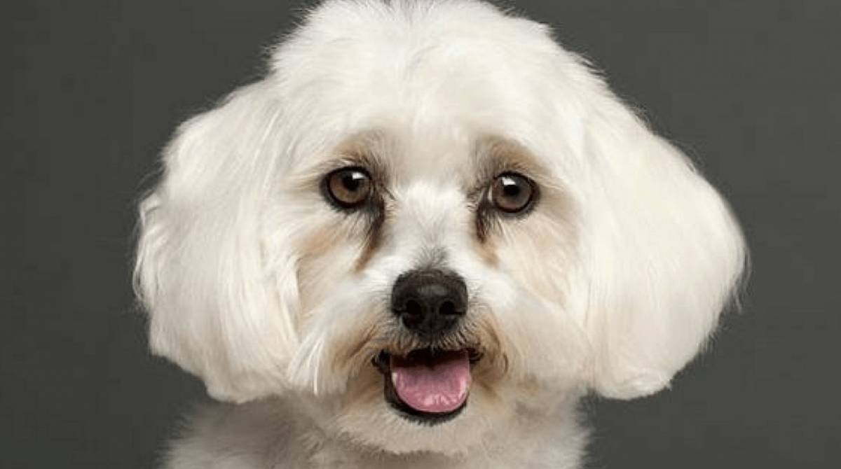 Animais braquicefálicos, como shitzus, são mais propensos a desenvolver o problema por conta da própria anatomia.  - Internet