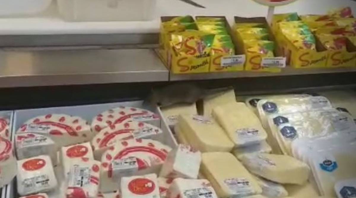 Rato circulou pelo balcão de queijos do supermercado - Reprodução/Twitter