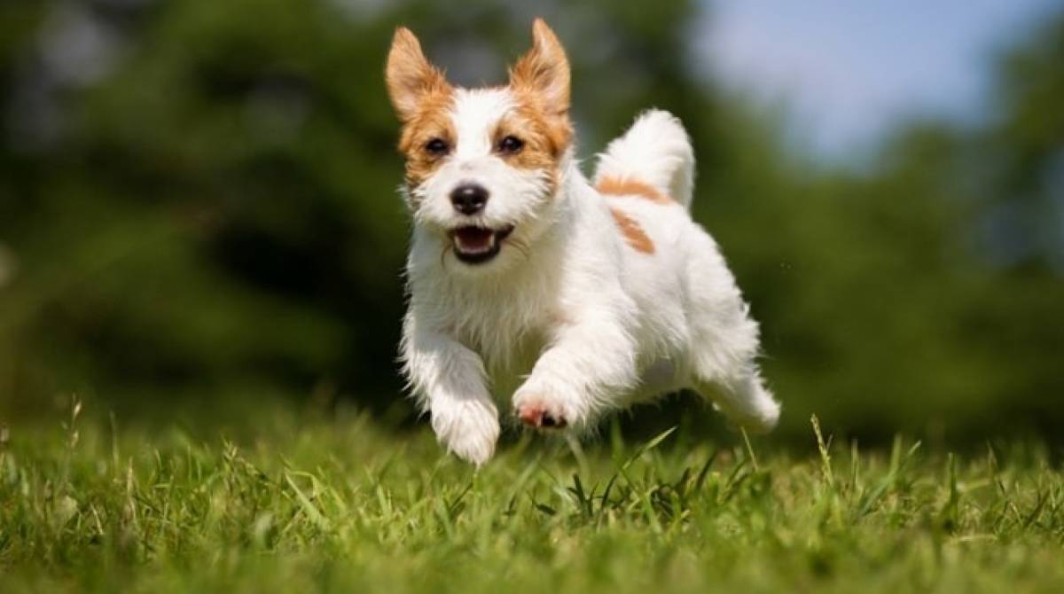 Cachorros são bons companheiros para praticar corrida