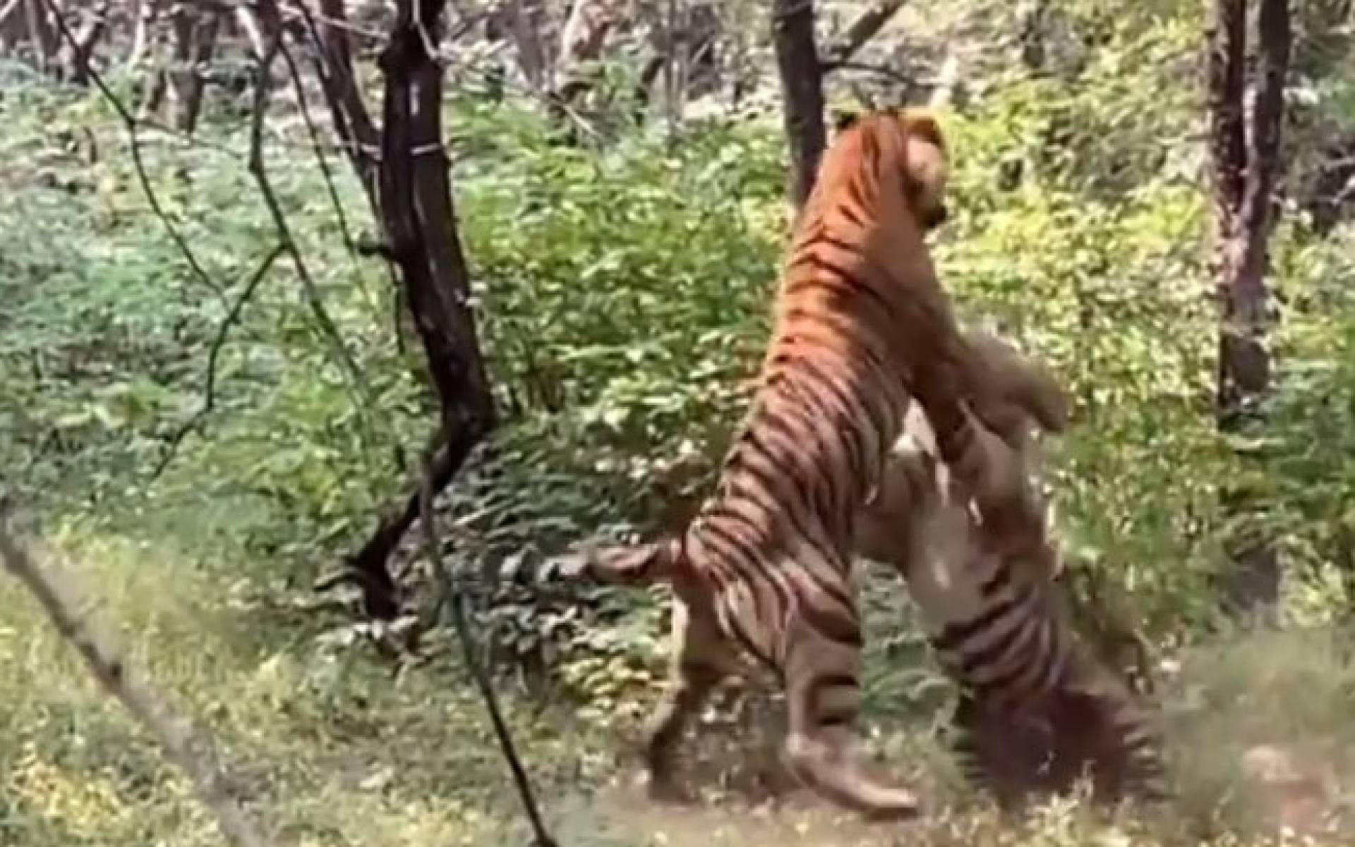 Тигр людоед. Бенгальский тигр людоед. Тигр Раджастхана. Обезьяна наблюдающая за схваткой тигров.