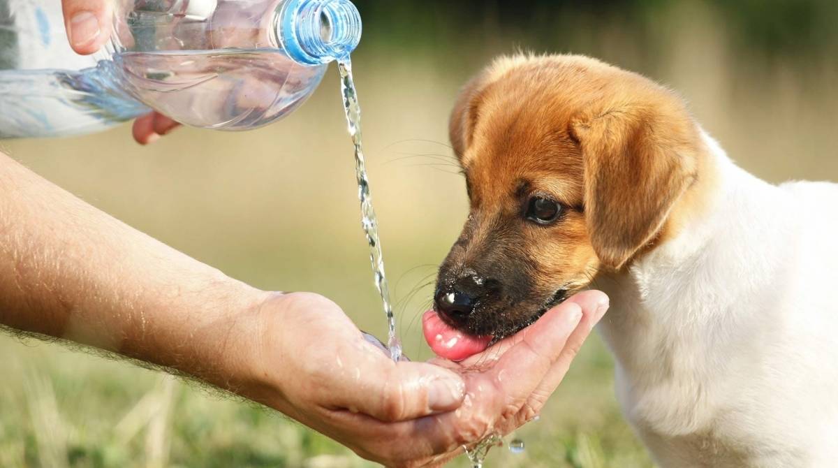 Não esqueça de levar água para o pet na corrida