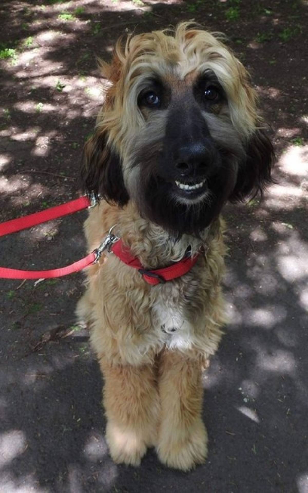 Cão de Pete - Reprodução Facebook