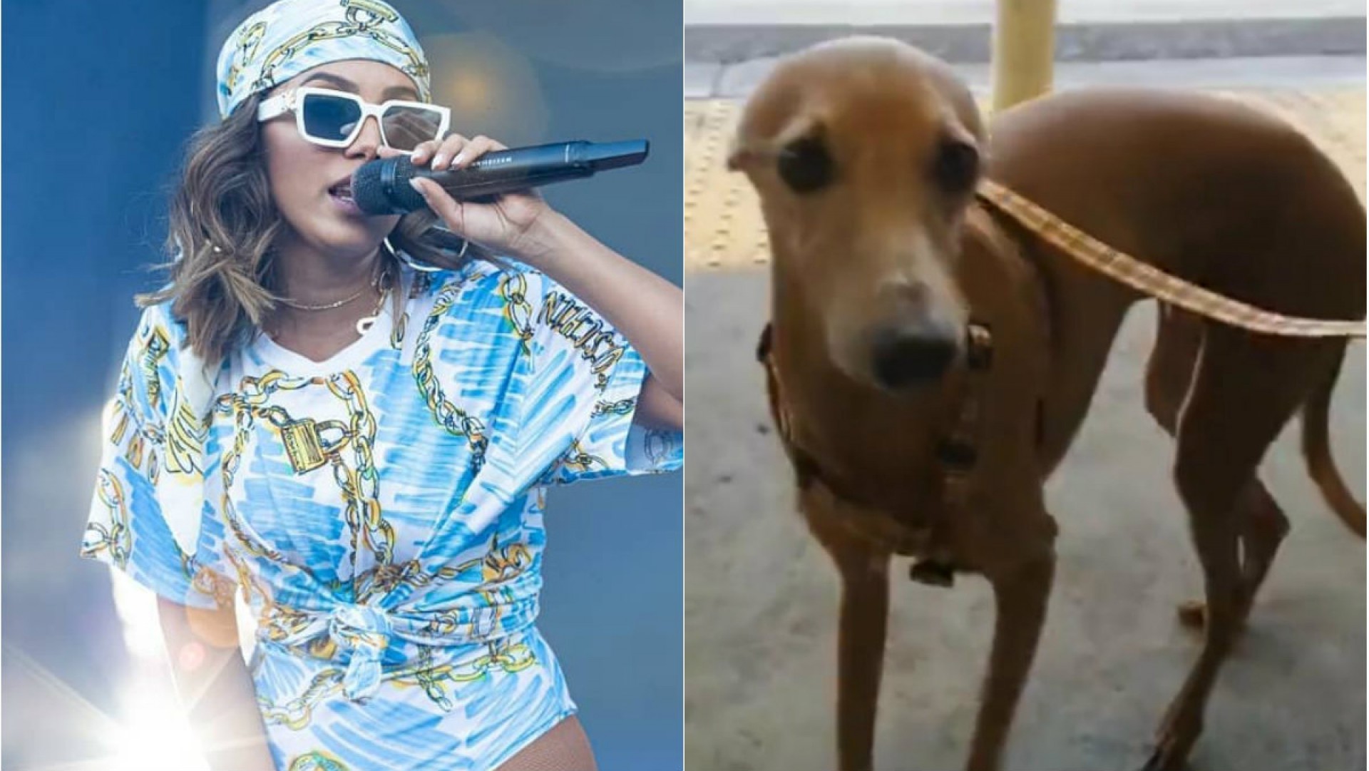 Que situa&ccedil;&atilde;o! Anitta relata perrengue com cachorro em viagem: 'Fez xixi na minha mala'