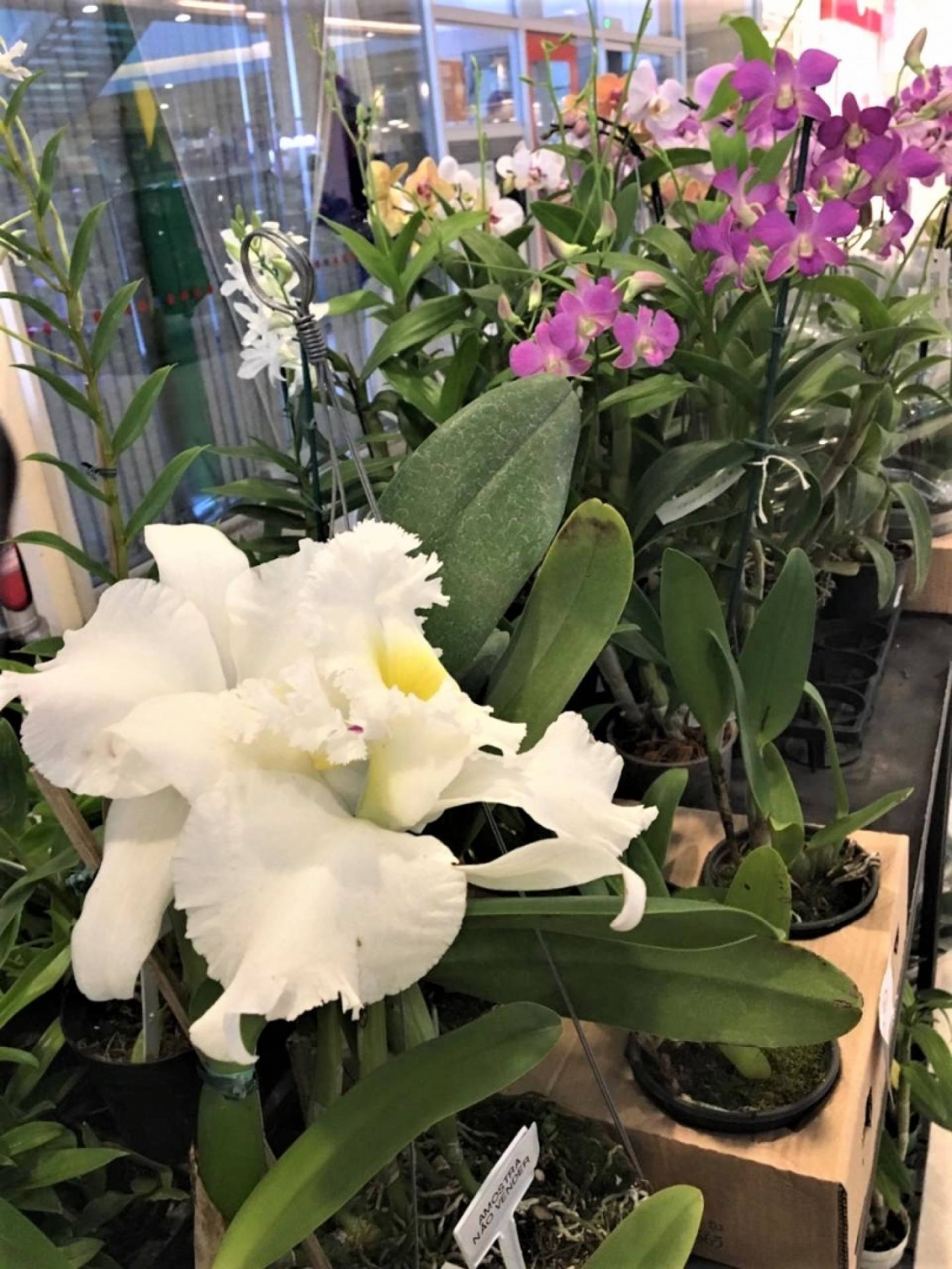Caxias Shopping recebe mostra de orquídeas, bromélias e suculentas - Divulgação