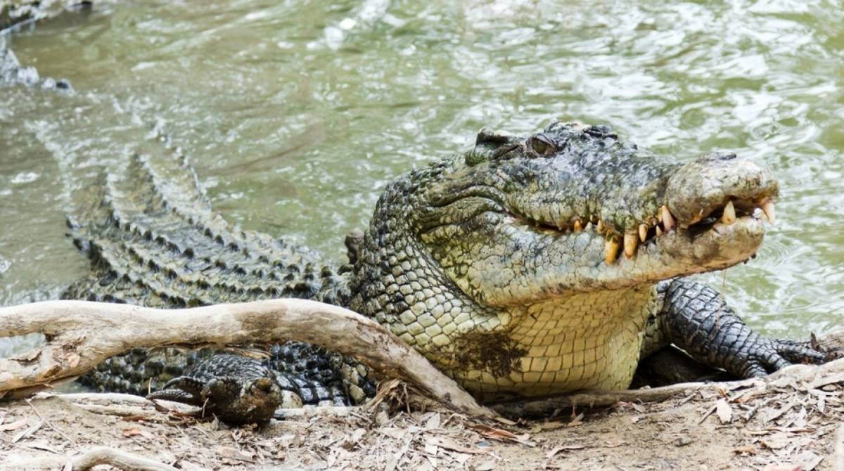 Aten O Cenas Fortes Crocodilo Gigante Devora Cachorro Vivo Em Rio