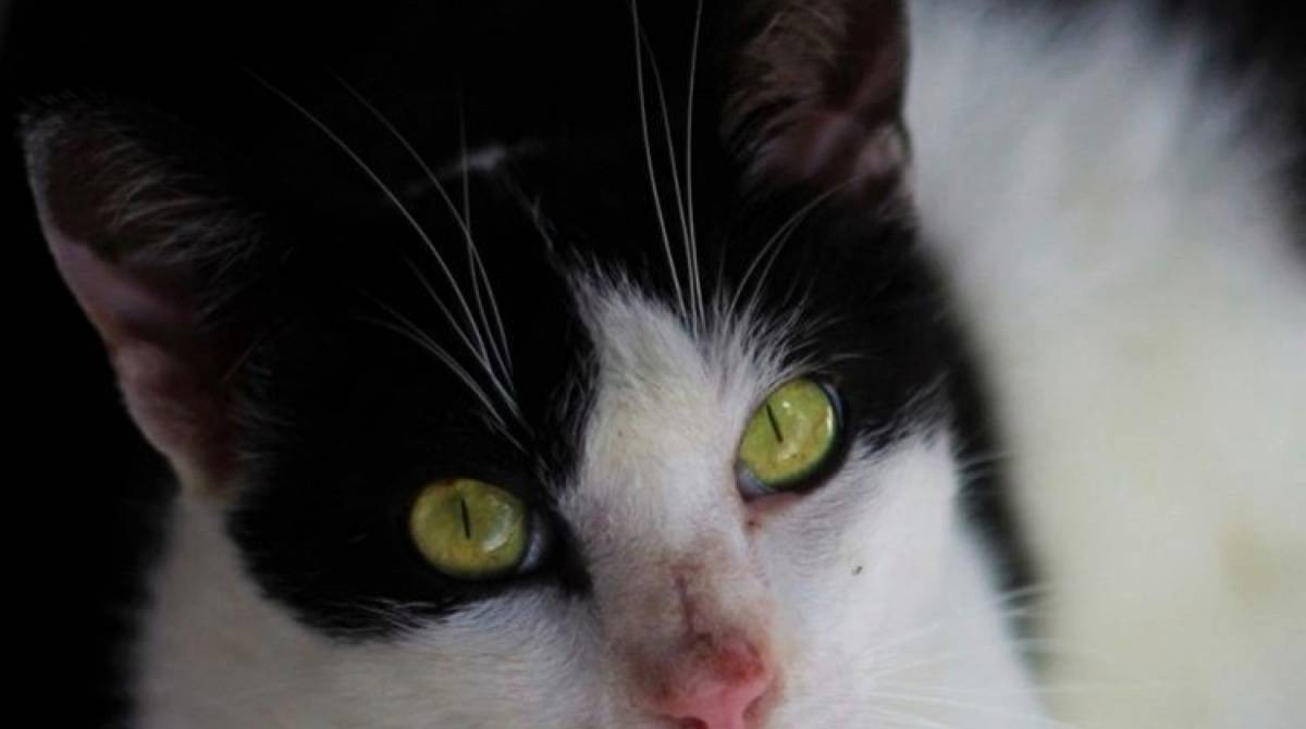 Excel está para adoção na Associação Quatro Patinhas 