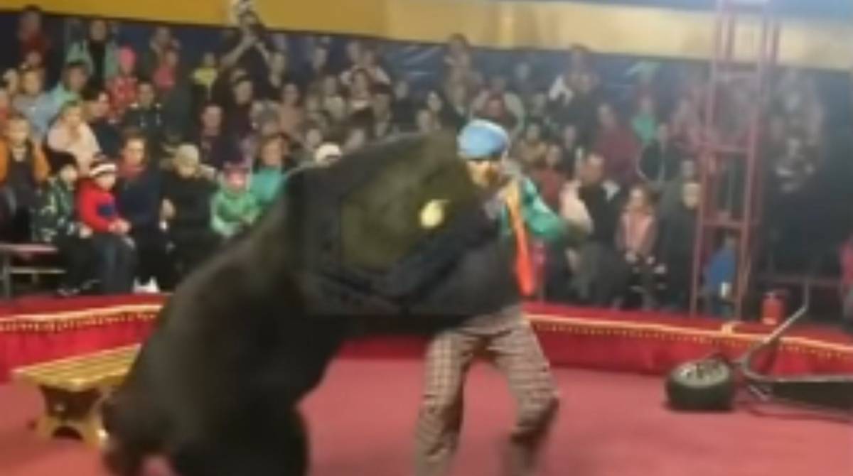 Aproximadamente 50 países proíbem a presença de animais selvagens em circos
 - Reprodução