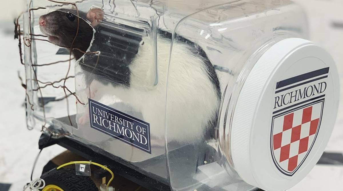 Cientistas estimulam ratos a dirigirem carrinhos elétricos em troca de comida