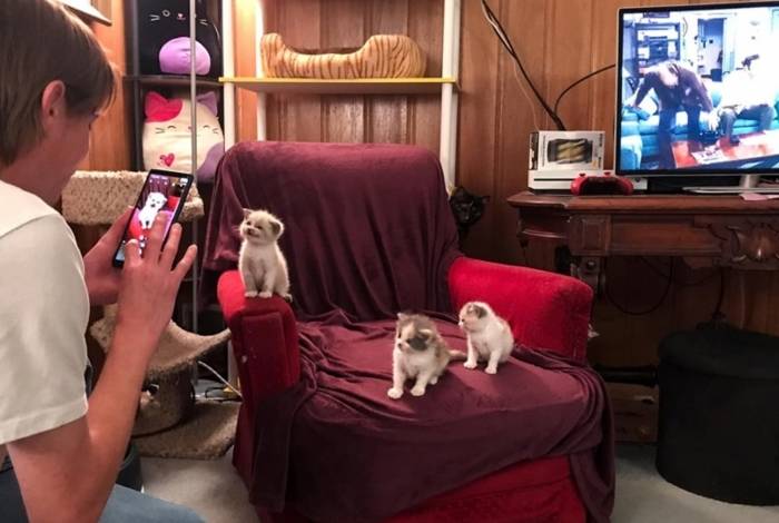 A gatinha Blossom fez o maior sucesso nas redes sociais ao sorrir para câmera