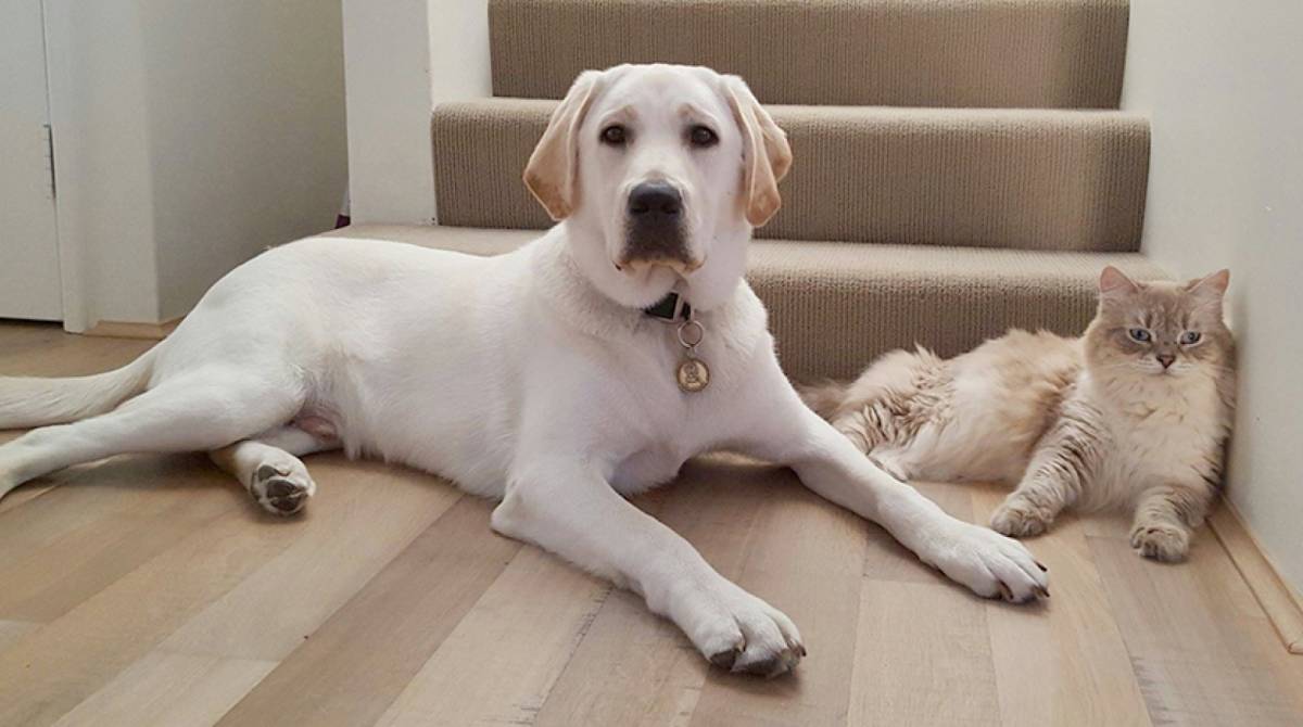 É preciso acompanhar de perto a adaptação entre os pets da família, sendo ou não da mesma espécie