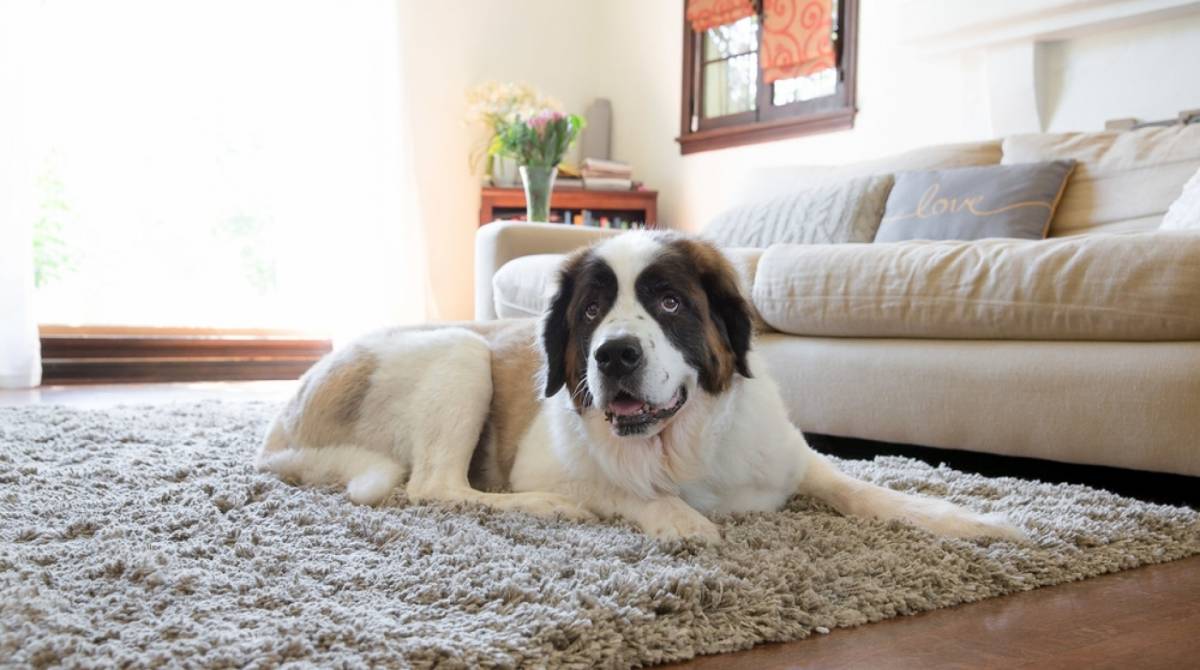 Um dos cuidados é não deixar produtos tóxicos e fios soltos ao alcance do cão