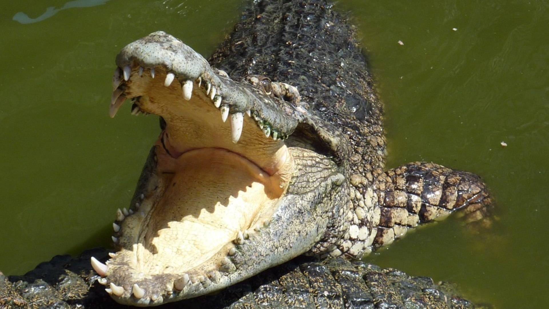 Jovem é devorado por crocodilo ao entrar em rio para 'ritual de proteção'