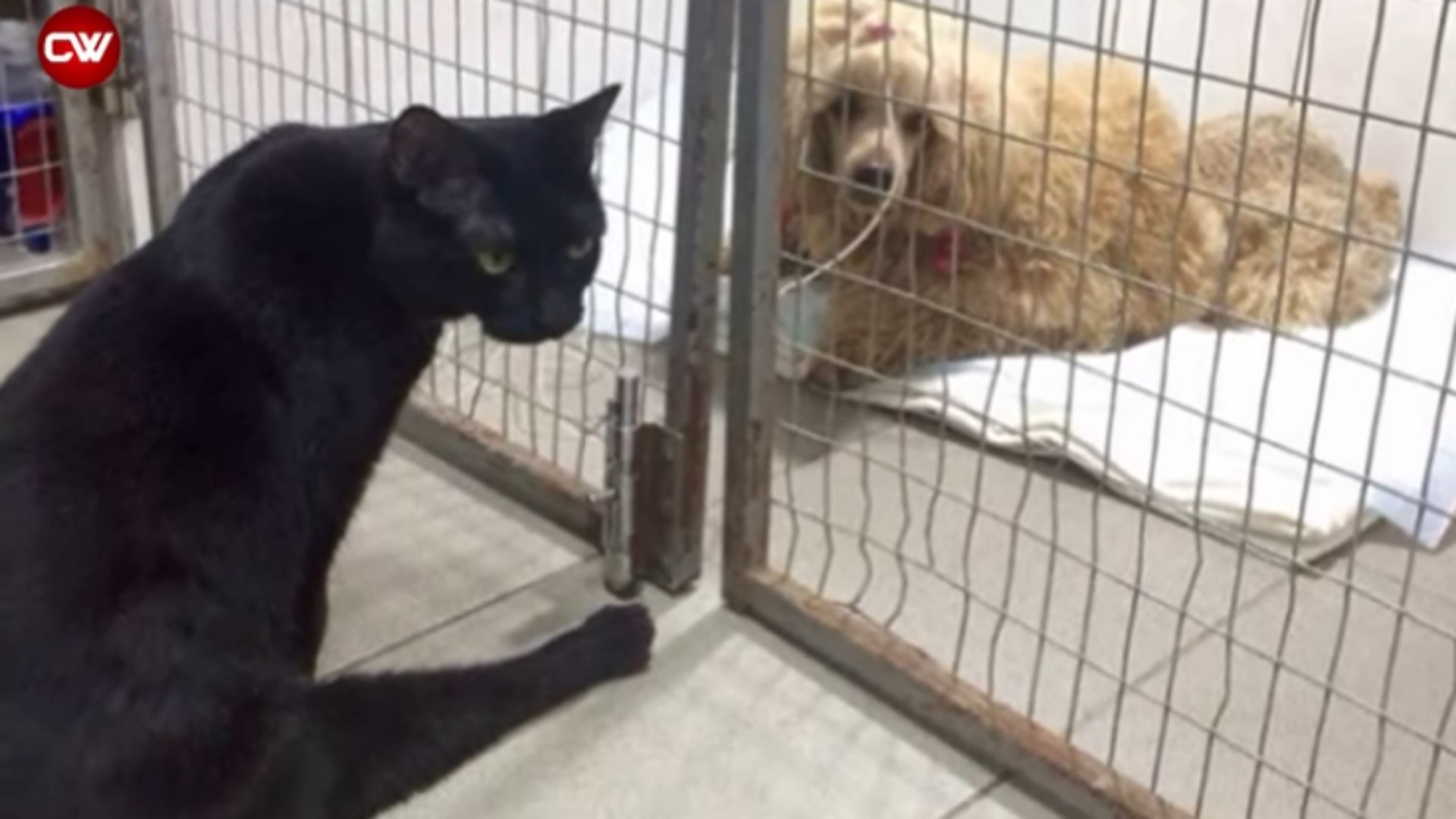 Fofura! Gatinho com paralisia nas patas faz companhia para animais em abrigo