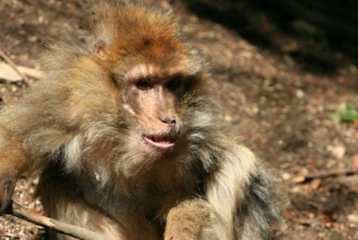 Bebê estava em sua casa com seus pais quando foi atacado pelo macaco
