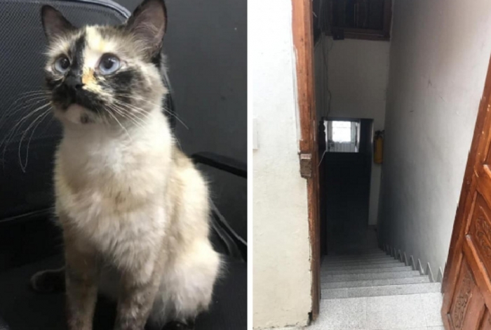 Gato Gatubela impediu que o bebê Samuel caísse escada abaixo
