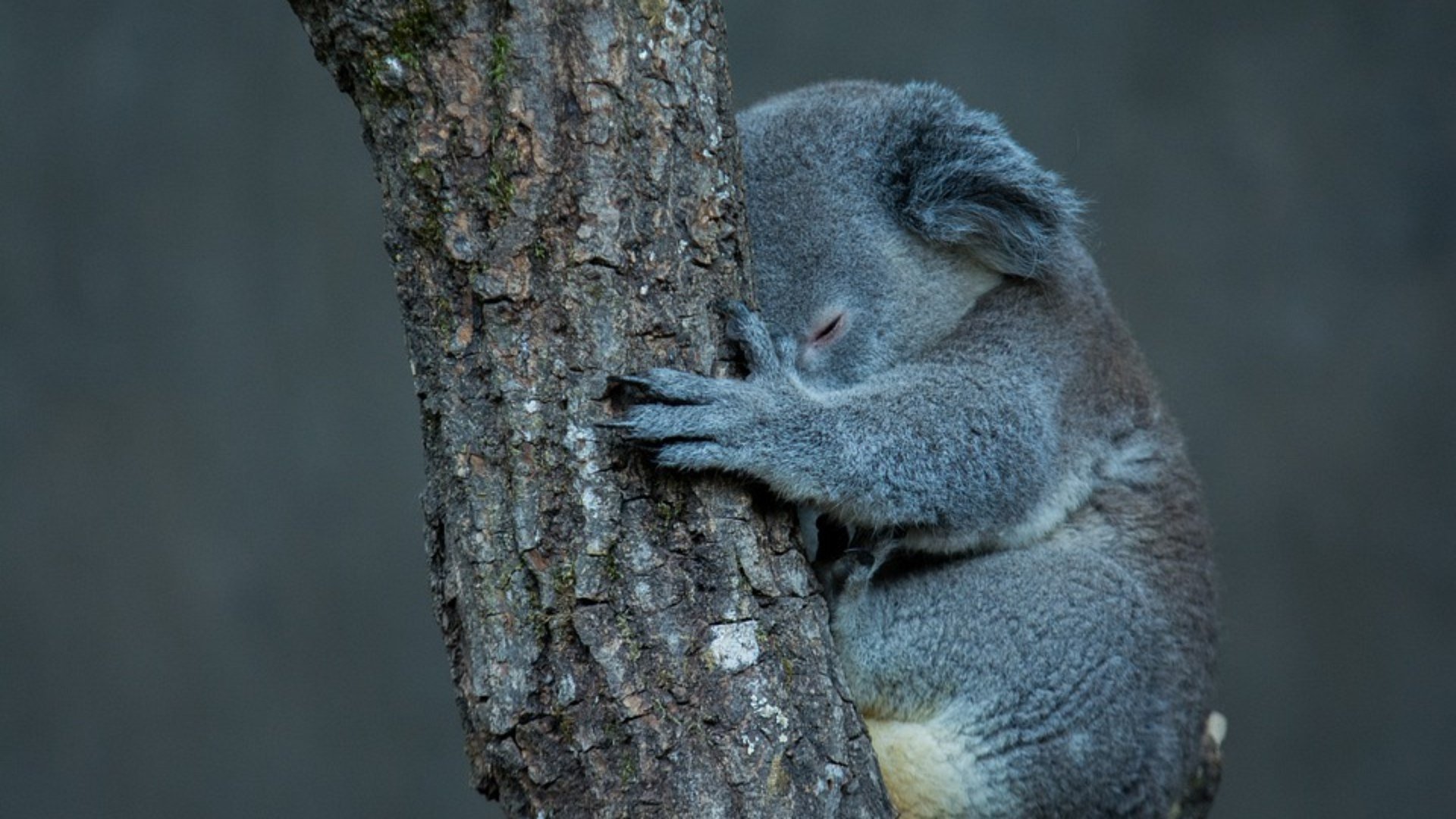 Que tristeza! Centenas de coalas morrem queimados na Austrália - Jornal O Dia