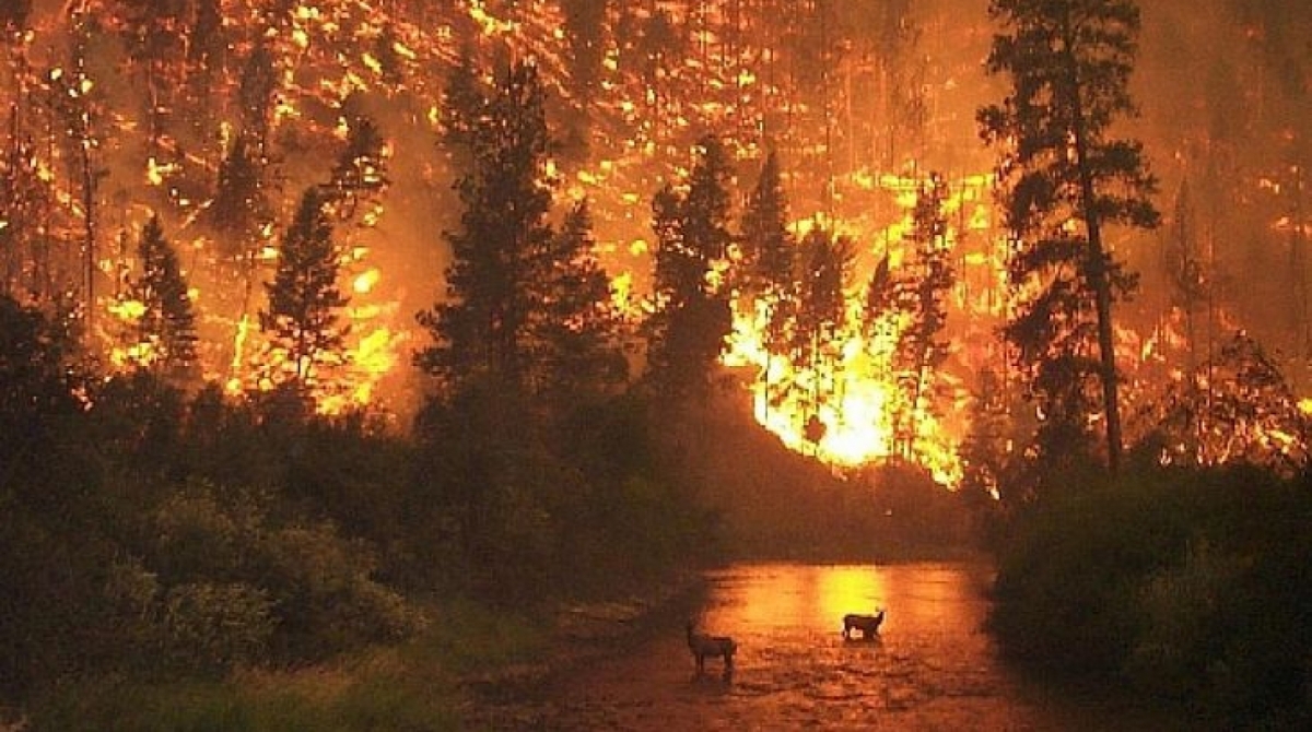 Grandes incêndios atingem a Austrália e país entra em estado de alerta - Reprodução