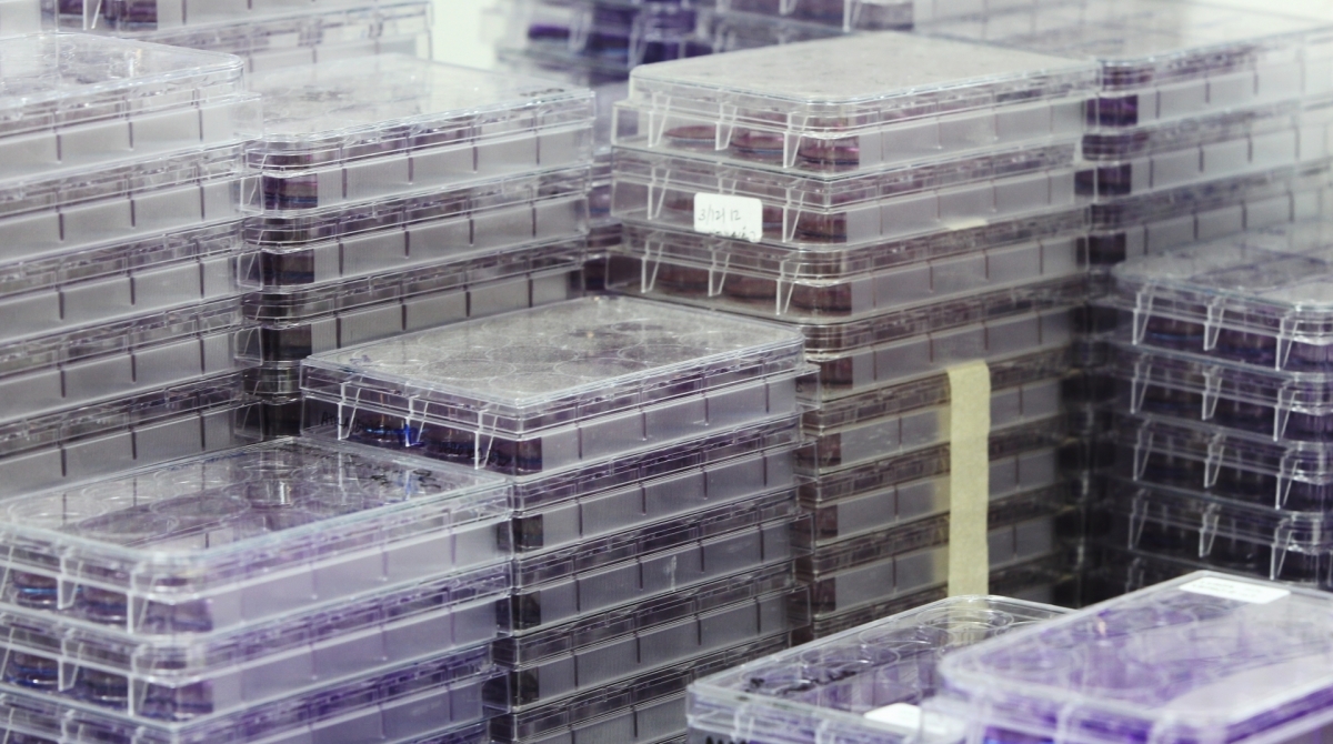 Pesquisa sobre a dengue e outras doenças transmitidas por mosquitos, no Centro de Ciências da Saúde da UFRJ, no Campus do Fundão, na Ilha do Governador.  