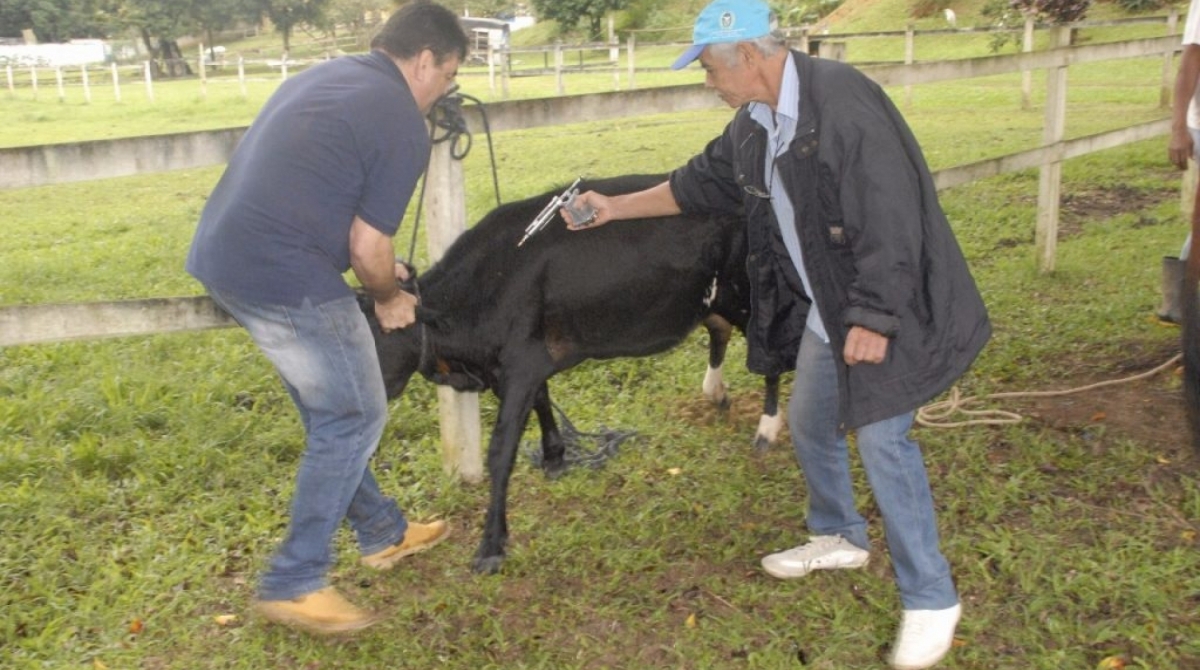 Criadores deverão agendar por telefone; aplicação é totalmente gratuita - Divulgação
