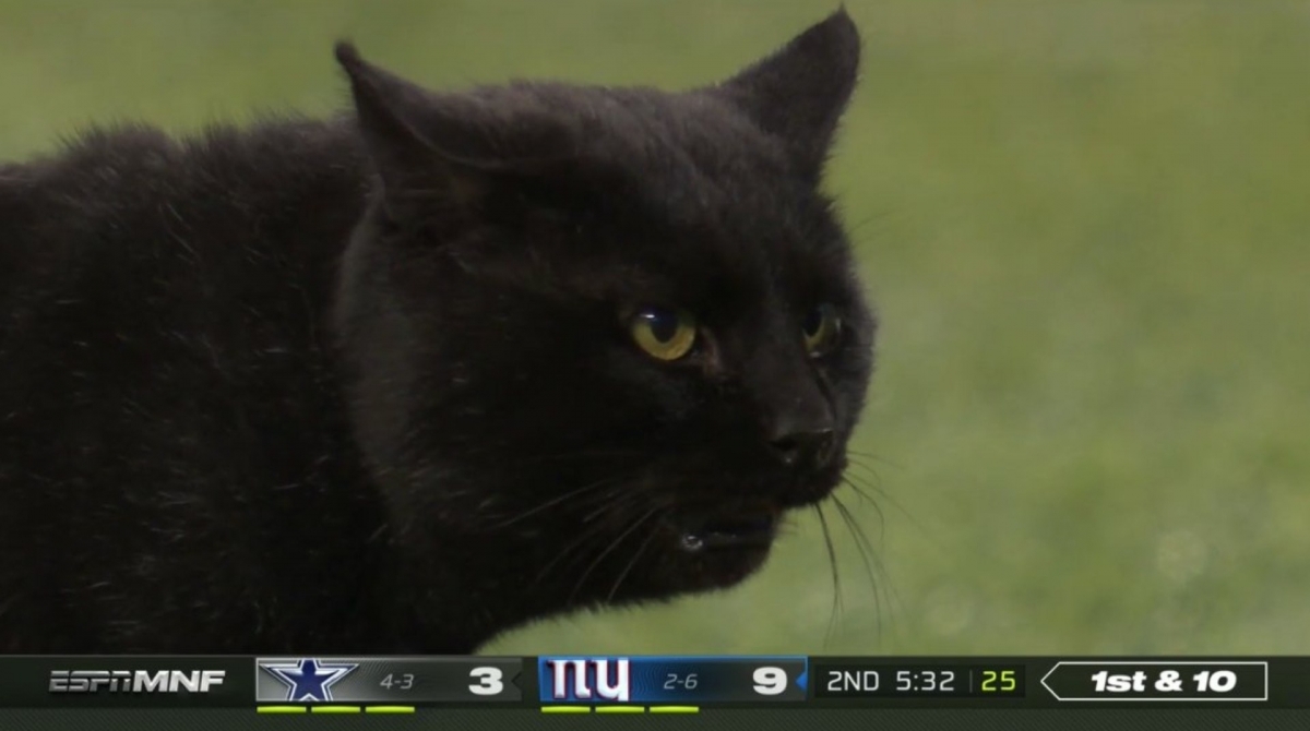 Gato que invadiu partida de futebol americano
- Reprodução / Twitter