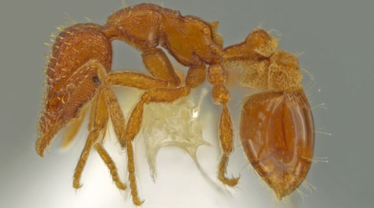 Conheça a nova espécie de formiga descoberta nos Estados Unidos - Reprodução