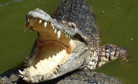 Jovem de 18 anos sobrevive à ataque de um crocodilo de 3 metros