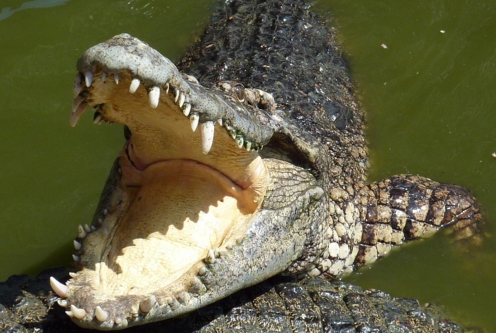 Luta entre leões e crocodilo aconteceu em rio no sul da África