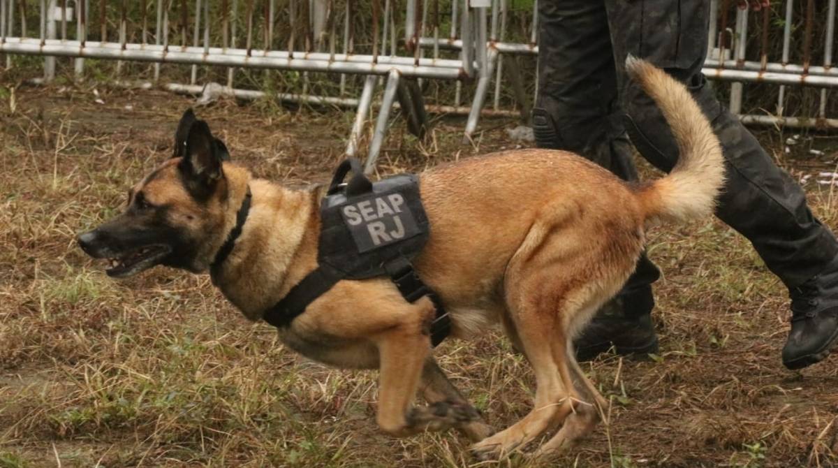 Os animais, da raça Pastor Belga Malinois, têm entre 2 e 3 anos