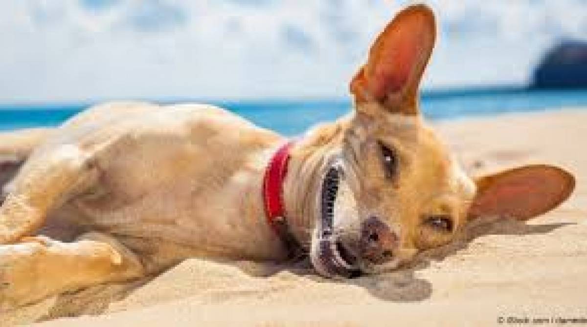 O protetor deve ser passado no focinho, orelha, barriga e outros lugares