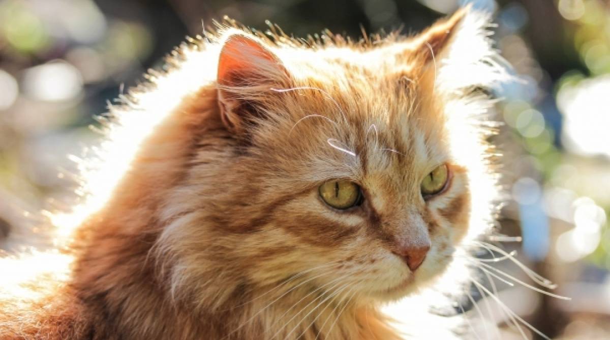 Gatos também precisam usar protetor solar 