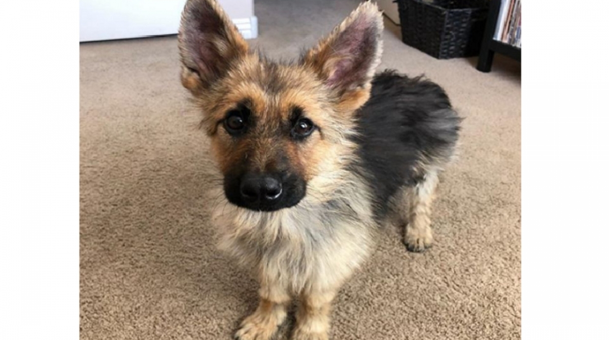 Ranger é um pastor alemão que vai ficar do tamanho de um filhote para o resto da vida - Reprodução