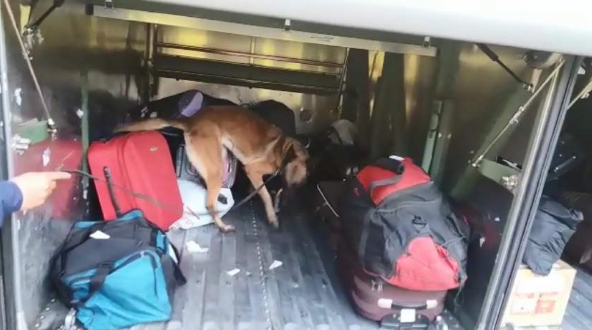 A farejadora foi encontrada morta em sua ala no canil da PRF 