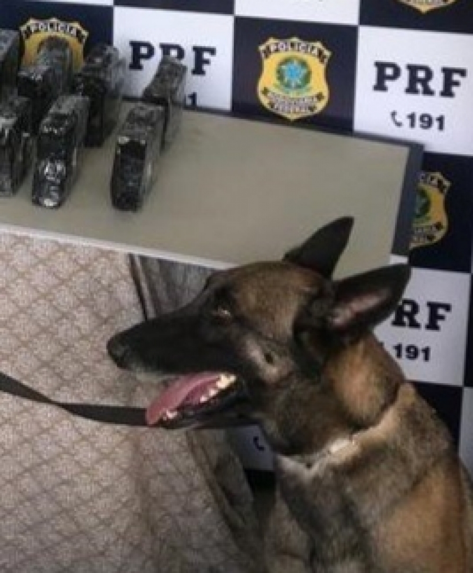 Luna morreu de parada cardíaca provocada pelo barulho de fogos de artifício - DIVULGAÇÃO / PRF