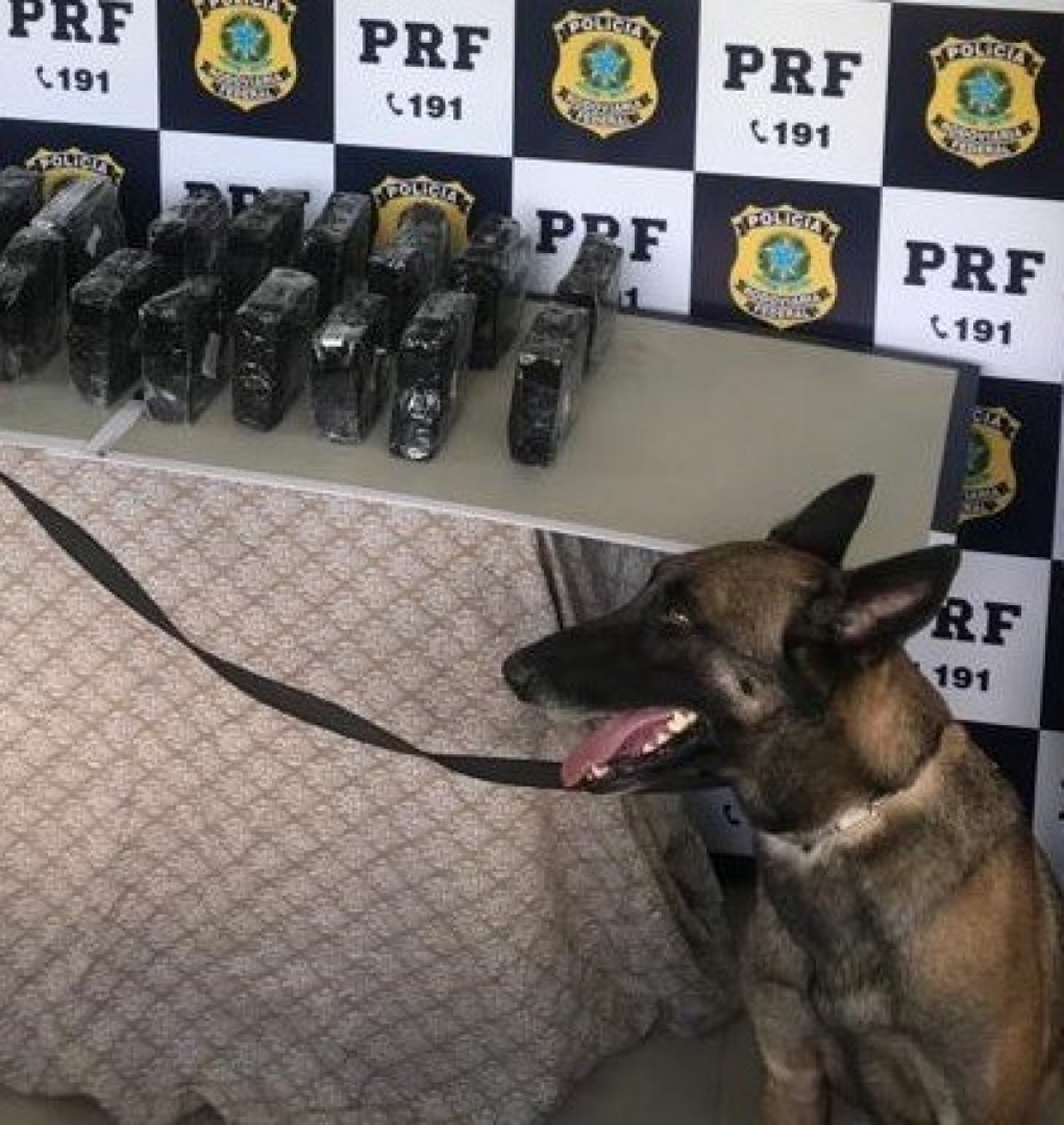 Luna morreu de parada cardíaca devido ao barulho de fogos de artifício